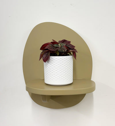 Mini Peperomia caperata & Pot