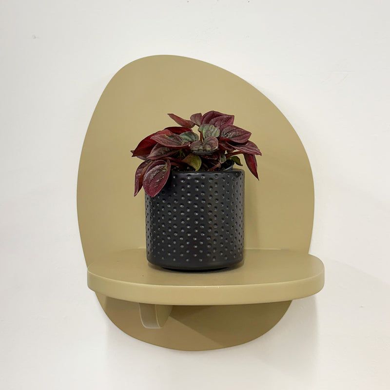 Mini Peperomia caperata & Pot