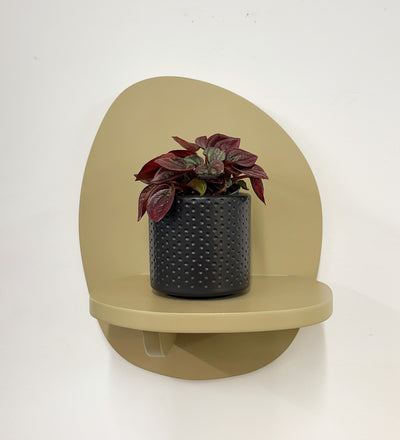 Mini Peperomia caperata & Pot