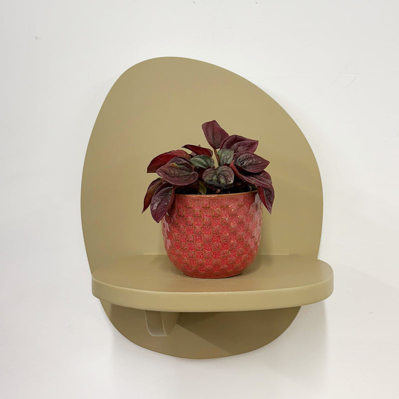 Mini Peperomia caperata & Pot