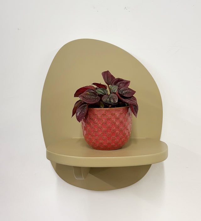 Mini Peperomia caperata & Pot