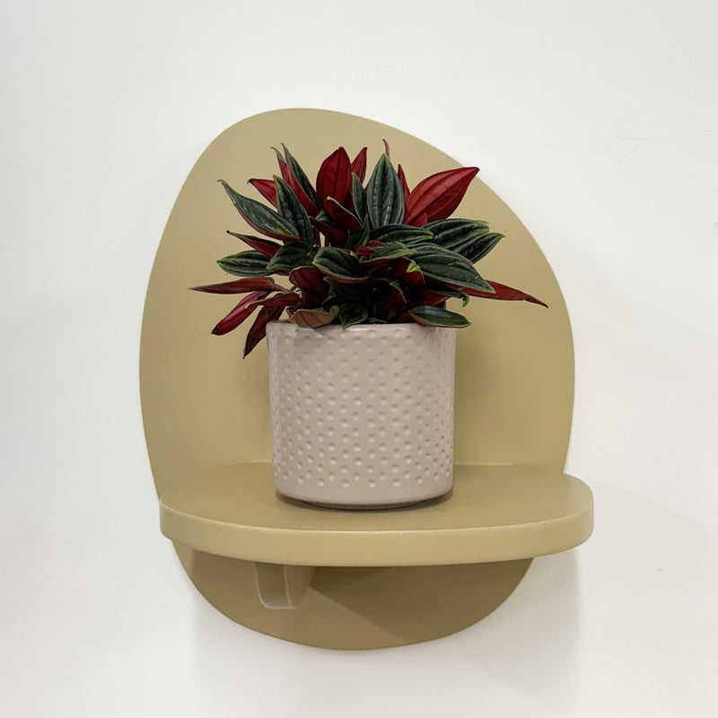 Mini Peperomia Rosso & pot