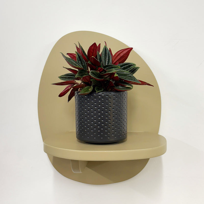 Mini Peperomia Rosso & pot