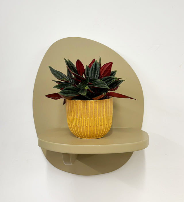 Mini Peperomia Rosso & pot