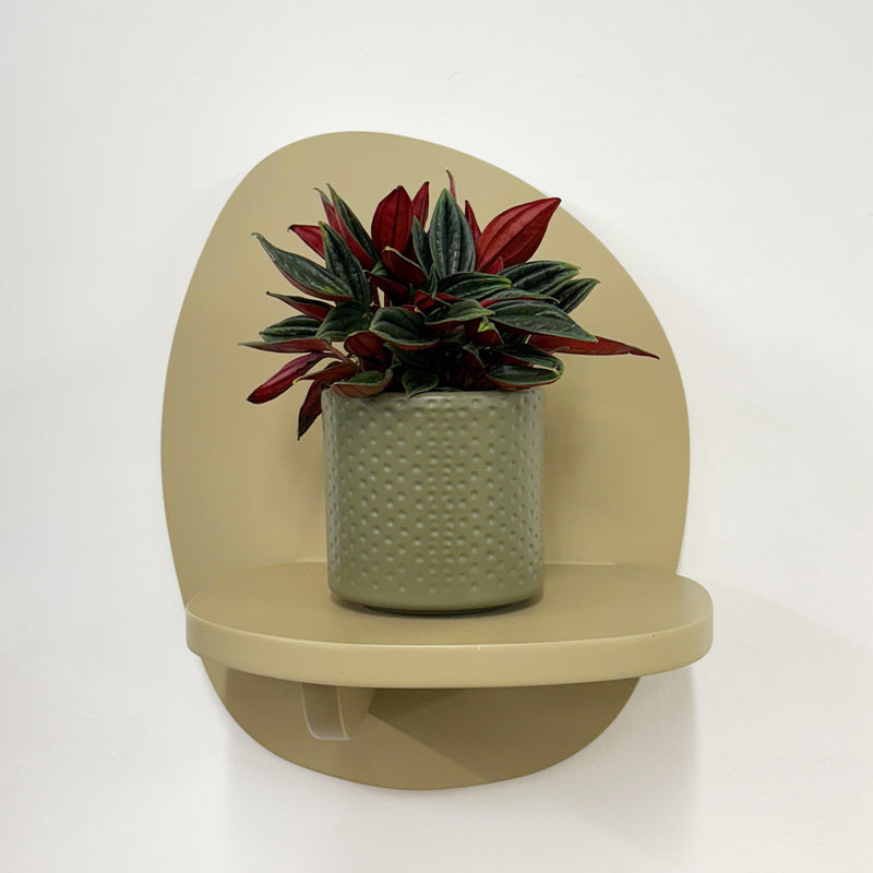 Mini Peperomia Rosso & pot