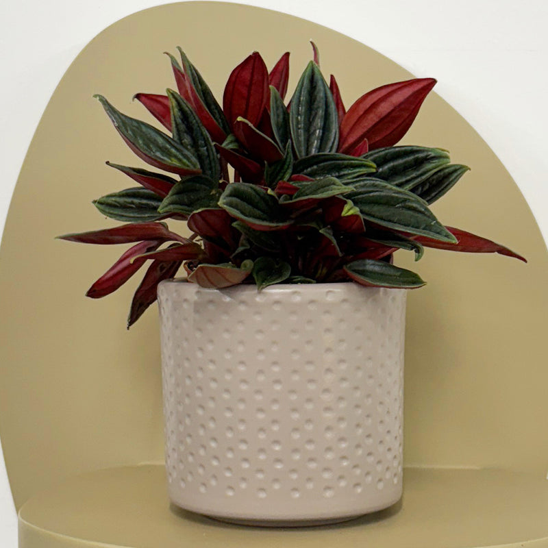 Mini Peperomia Rosso & pot