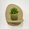 Mini Taco Plant & Pot
