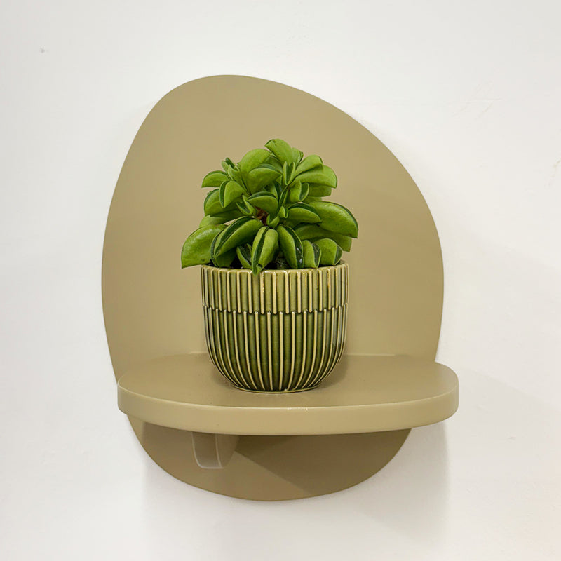 Mini Taco Plant & Pot
