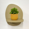 Mini Taco Plant & Pot