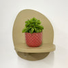 Mini Taco Plant & Pot