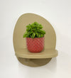 Mini Taco Plant & Pot