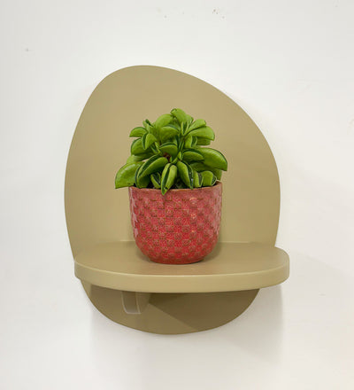 Mini Taco Plant & Pot