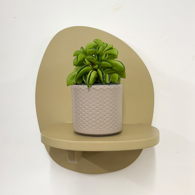 Mini Taco Plant & Pot