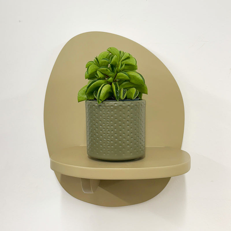 Mini Taco Plant & Pot