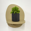 Mini Taco Plant & Pot
