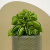 Mini Taco Plant & Pot