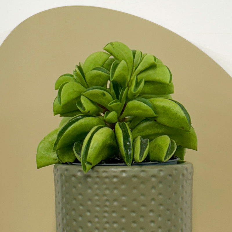 Mini Taco Plant & Pot