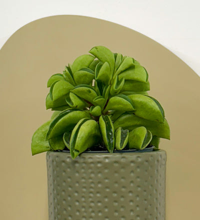 Mini Taco Plant & Pot