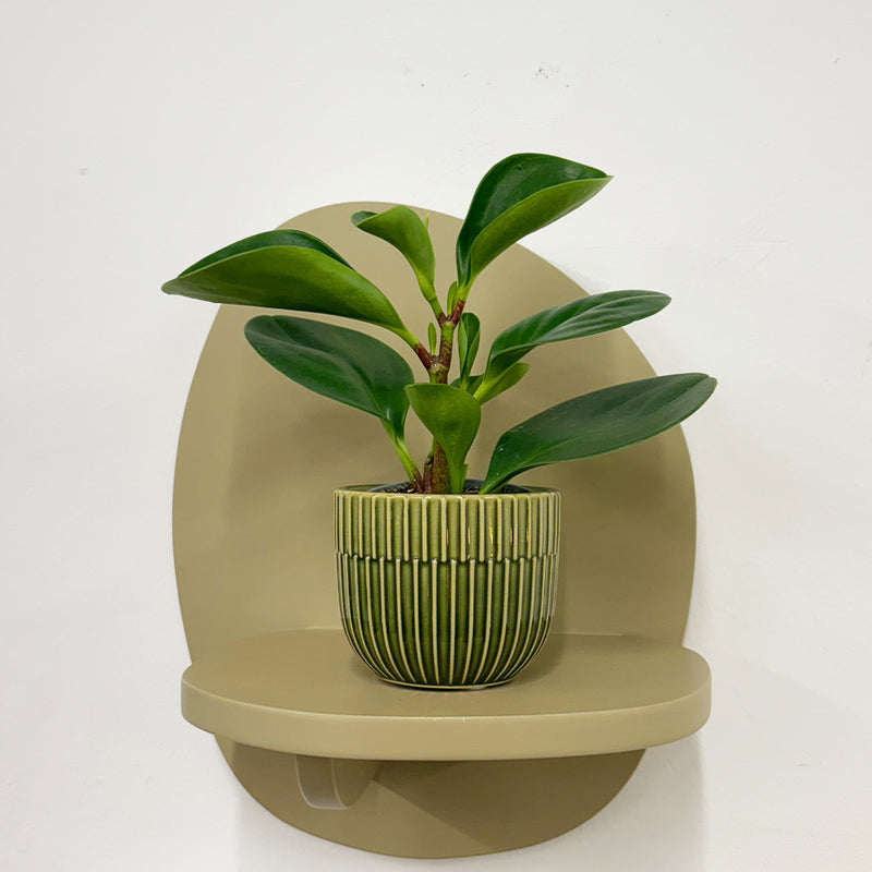 Mini Baby Rubber Plant & Pot