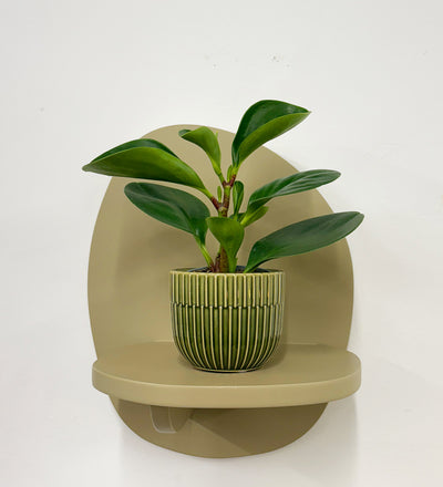 Mini Peperomia obtusifolia & Pot