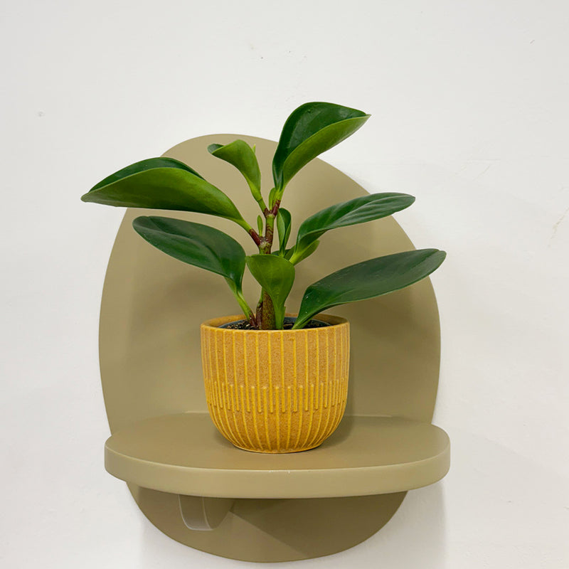 Mini Baby Rubber Plant & Pot