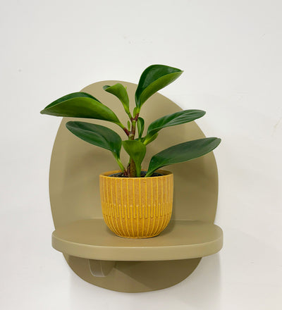 Mini Peperomia obtusifolia & Pot