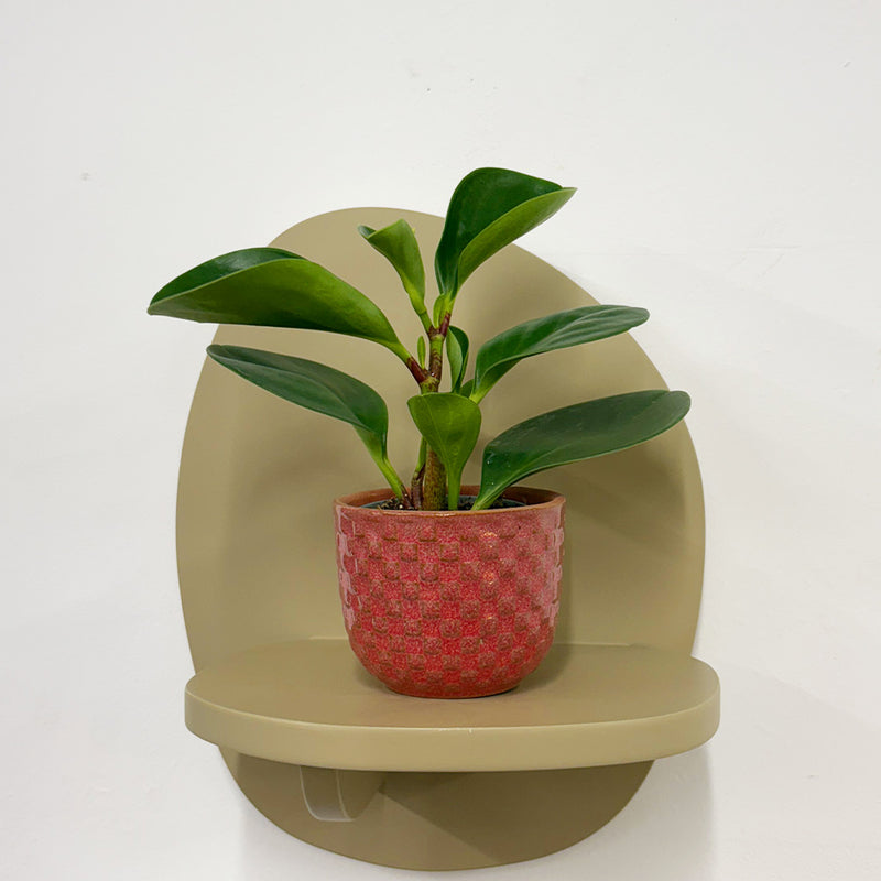 Mini Baby Rubber Plant & Pot