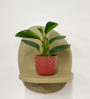 Pink Pot