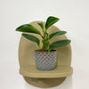 Mini Baby Rubber Plant & Pot