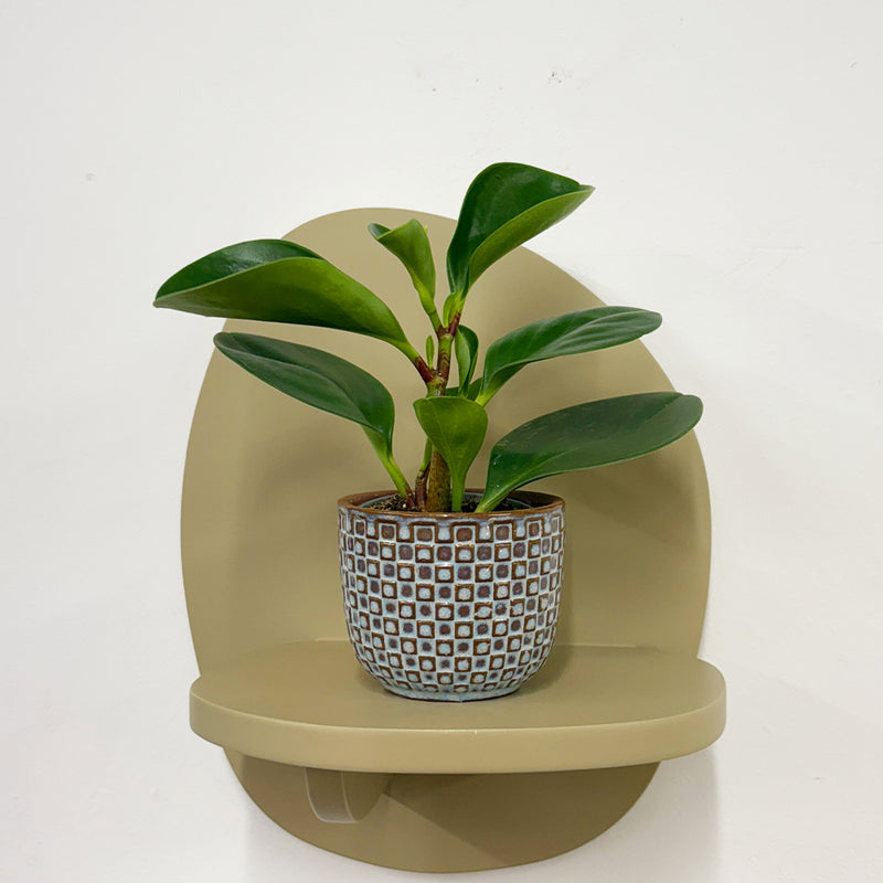 Mini Baby Rubber Plant & Pot