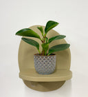 Blue Pot