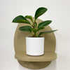 Mini Baby Rubber Plant & Pot