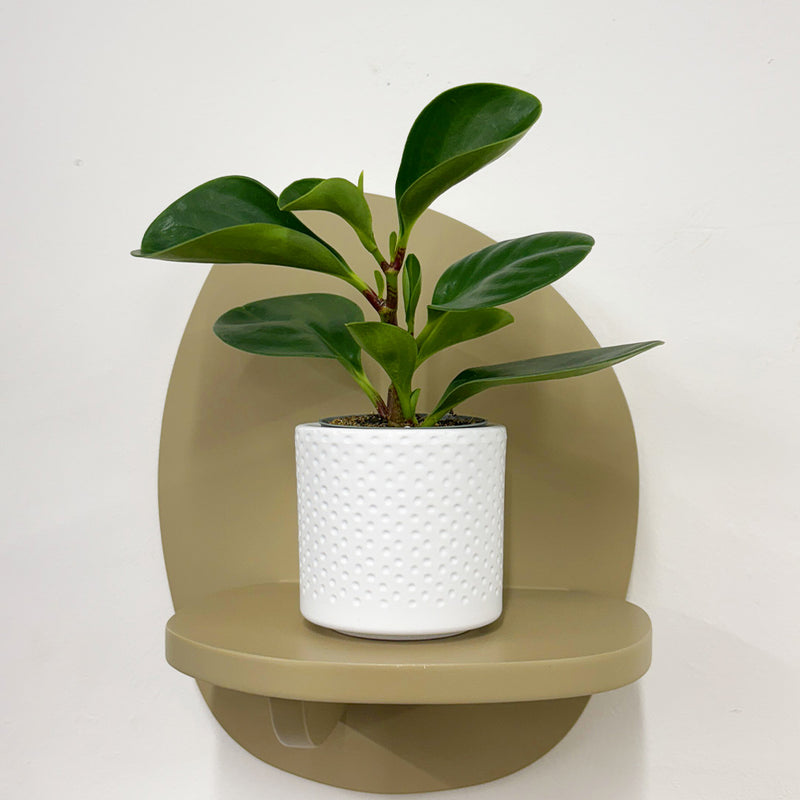 Mini Baby Rubber Plant & Pot