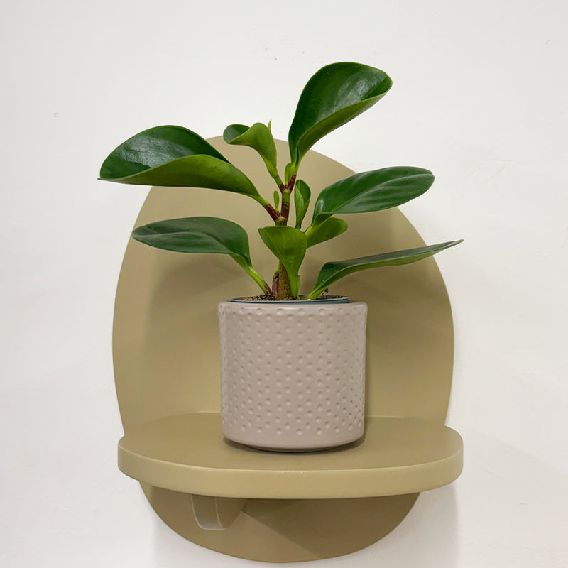Mini Baby Rubber Plant & Pot