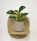 Taupe Pot