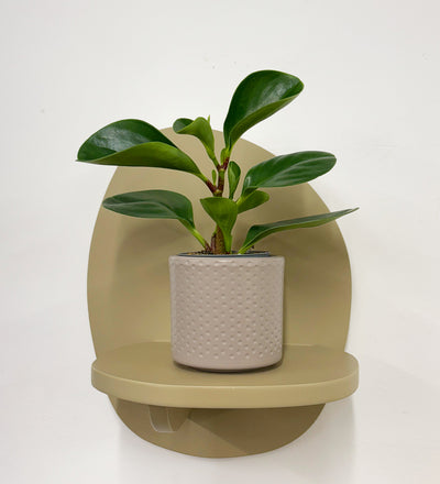Mini Peperomia obtusifolia & Pot