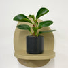 Mini Baby Rubber Plant & Pot
