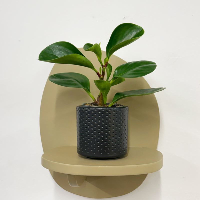 Mini Baby Rubber Plant & Pot