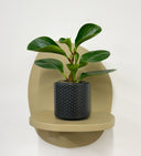 Grey Pot