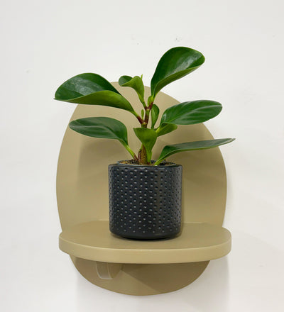 Mini Peperomia obtusifolia & Pot