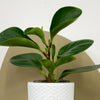 Mini Baby Rubber Plant & Pot