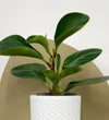 Mini Peperomia obtusifolia & Pot