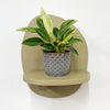 Mini Philodendron Birkin & Pot