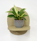 Blue Pot
