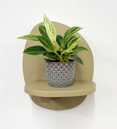 Mini Philodendron Birkin & Pot