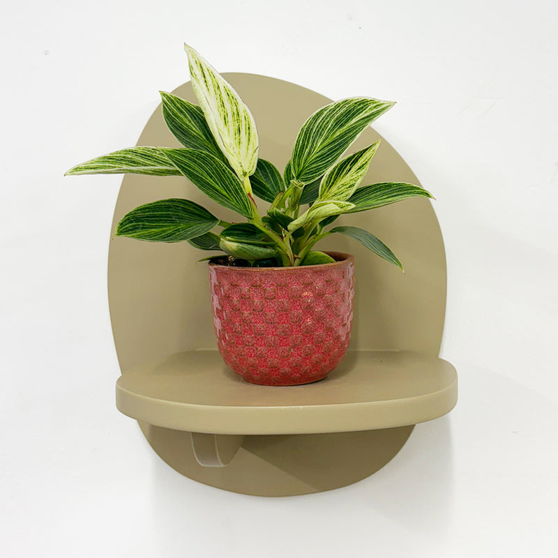 Mini Philodendron Birkin & Pot