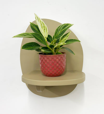 Mini Philodendron Birkin & Pot