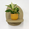 Mini Philodendron Birkin & Pot
