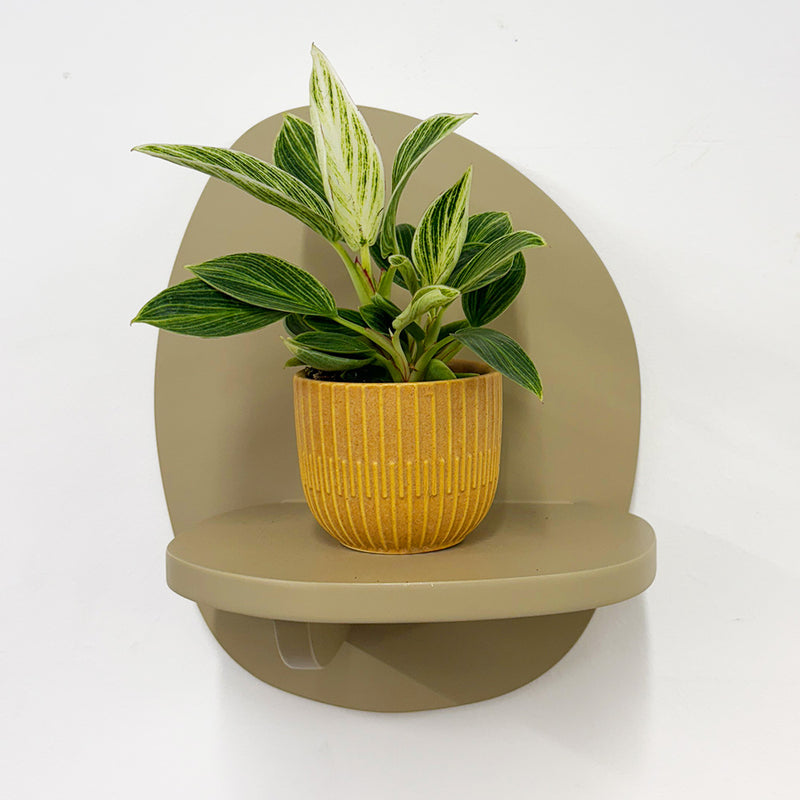 Mini Philodendron Birkin & Pot