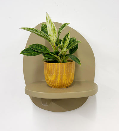 Mini Philodendron Birkin & Pot